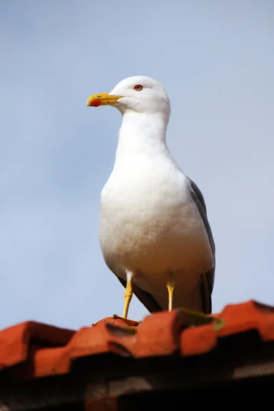 Yellow-legged seagull — Stock Photo, Image
