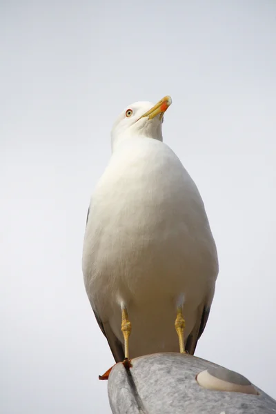 Yellow-legged seagull — Stock Photo, Image