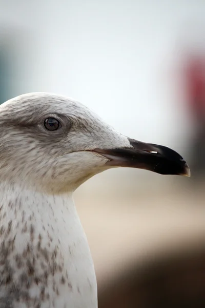 Head closeup of a gull — Stock Photo, Image