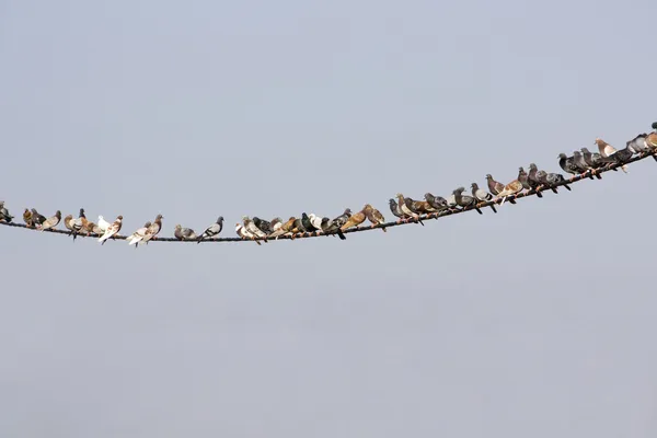 Tauben auf Draht — Stockfoto