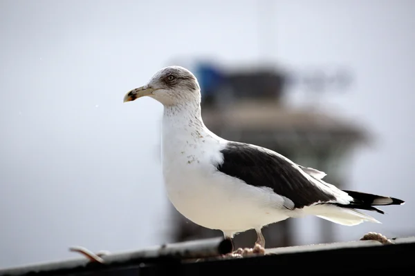 Lesser Black-backed Gull — Stock Photo, Image