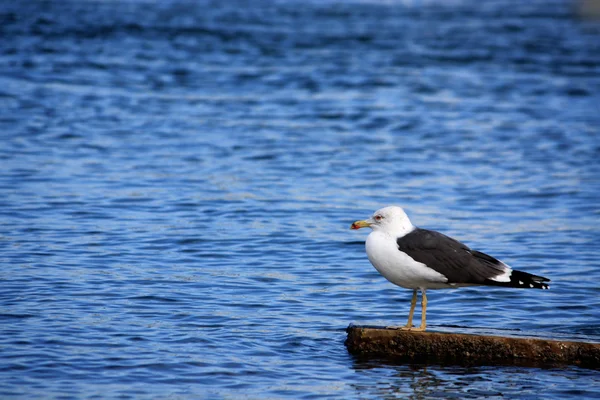 Gull on the rock — Stock Photo, Image