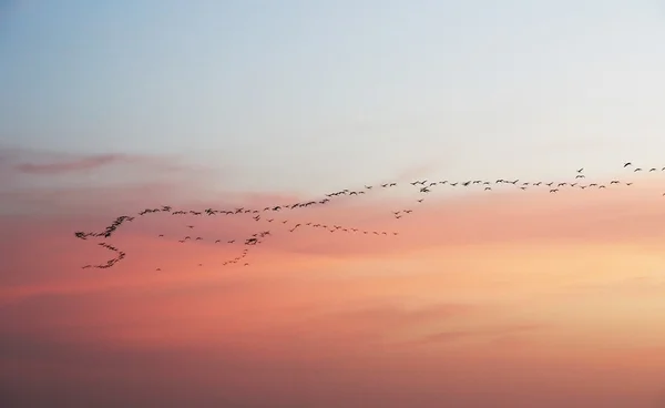 Migration bei Sonnenuntergang — Stockfoto