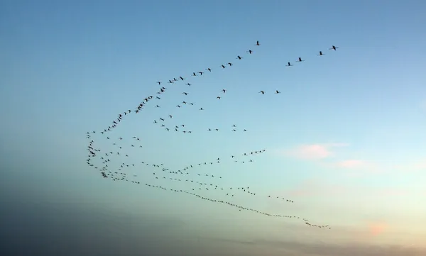 Migration au coucher du soleil — Photo