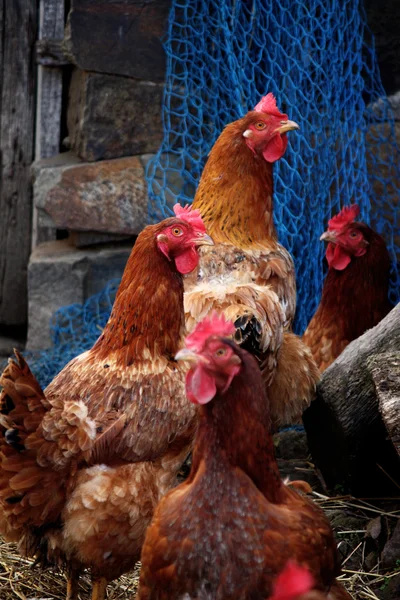 Kyckling på jakt — Stockfoto