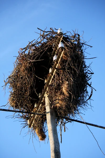 stock image White stork nest