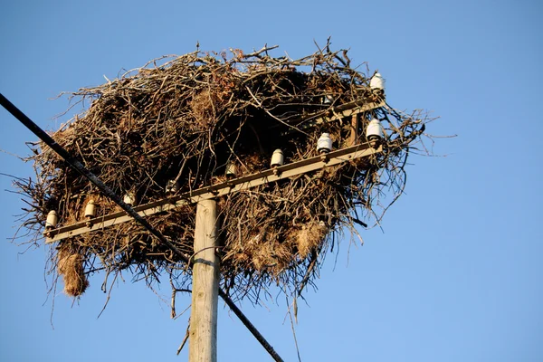Witte ooievaar nest — Stockfoto