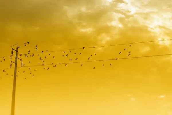 Pájaros en una línea eléctrica —  Fotos de Stock