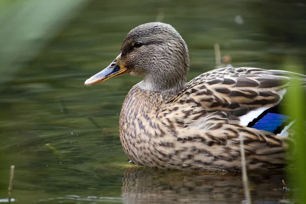 Mallard duck — Stockfoto