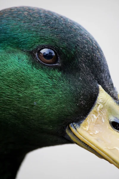 Mallard duck — Stock Photo, Image