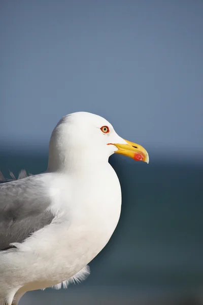 Seagull bird — Stock Photo, Image