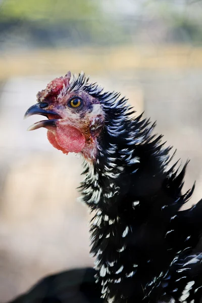 Pollo negro —  Fotos de Stock