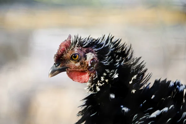鶏の頭 — ストック写真