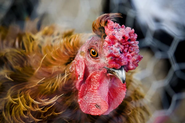 Gyllene brun kyckling — Stockfoto
