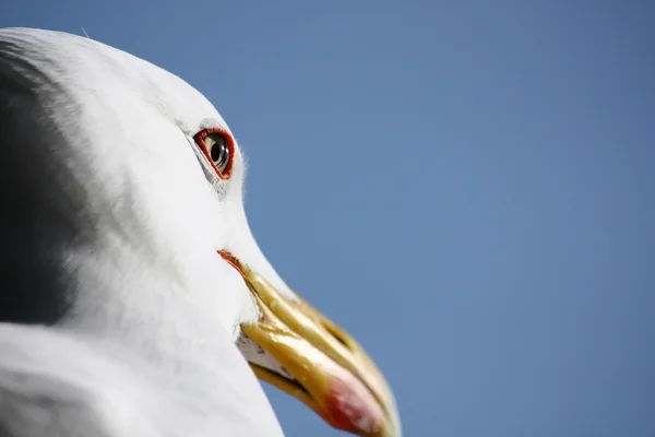 Seagull hoofd — Stockfoto
