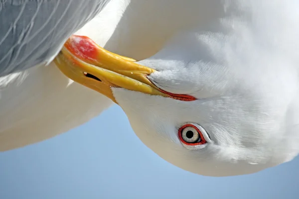 Seagull huvud — Stockfoto