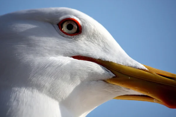Cabeça de gaivota — Fotografia de Stock