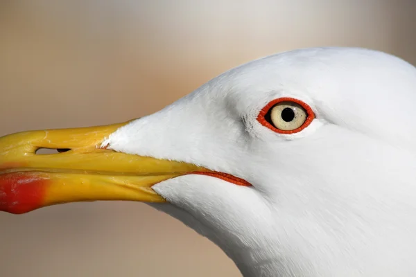 Seagull vogel — Stockfoto