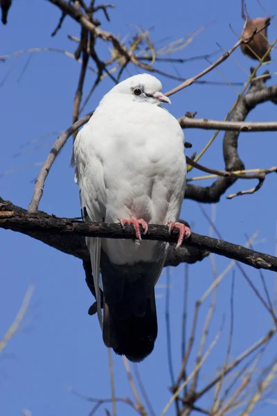 Kentsel güvercin — Stok fotoğraf