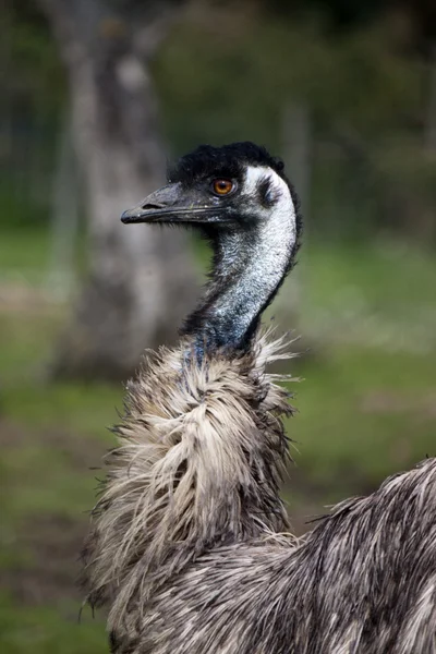 Struzzo curioso — Foto Stock