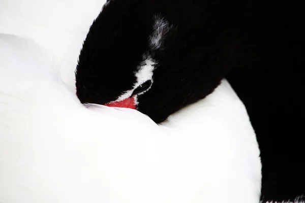 黑颈天鹅 — 图库照片