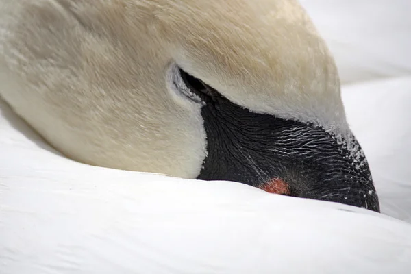 Swan detail — Stock Photo, Image