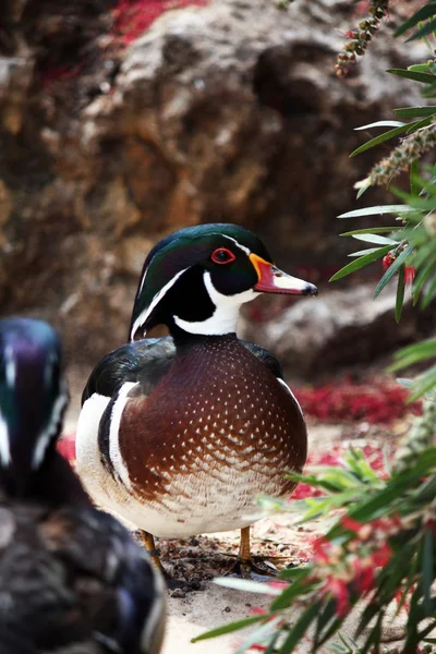 Carolina ördek — Stok fotoğraf