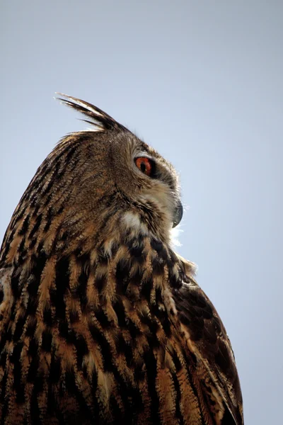 Rock Eagle-Owl — Stock Photo, Image