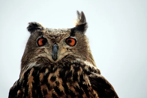 Rock Eagle-Owl — Stock Photo, Image