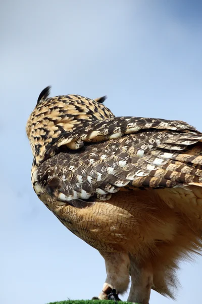 Boynuzlu Baykuş — Stok fotoğraf