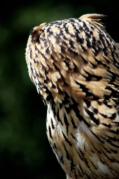 Horned owl — Stock Photo, Image