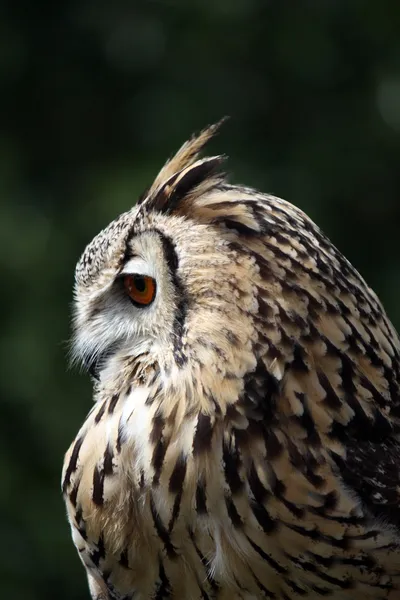 Horned owl — Stockfoto