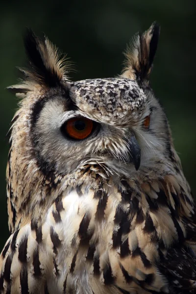 Horned owl — Stockfoto