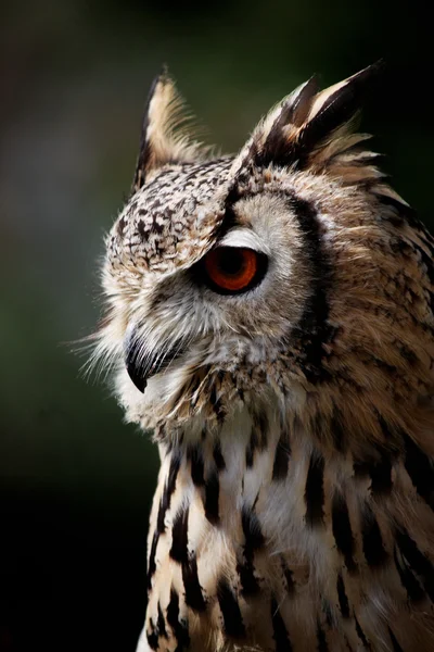 Horned owl — Stock Photo, Image