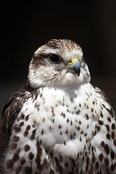 Saker falcon — Stock Photo, Image
