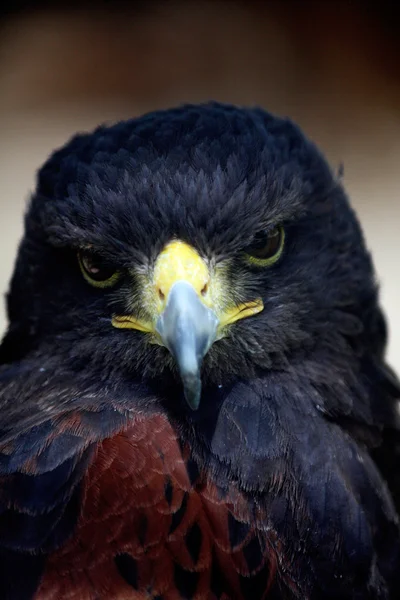 Golden-Eagle head — Stock Photo, Image