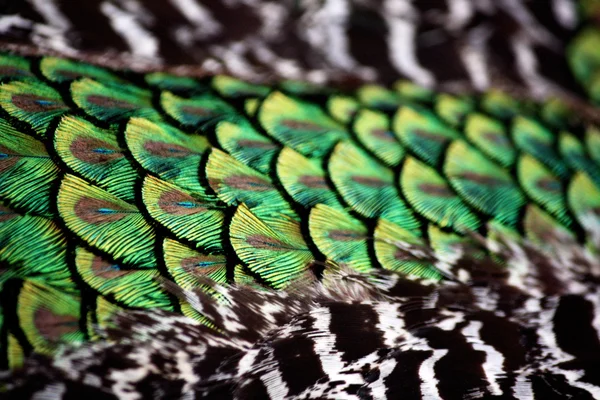 Peackock torso feather detail — Stock Photo, Image