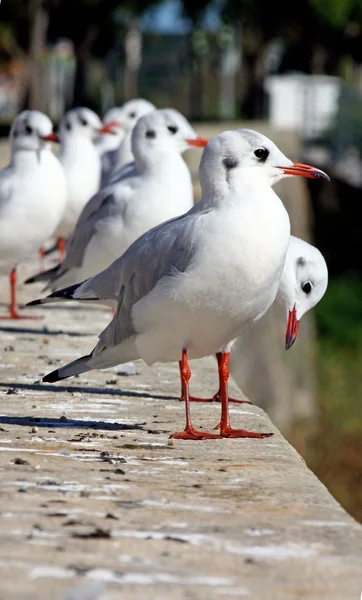 stock image Flock of Seagulls