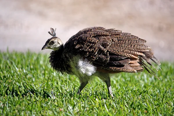 Junior tavus kuşu — Stok fotoğraf