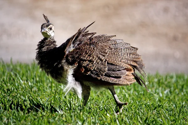 Junior peacock — Stock Photo, Image