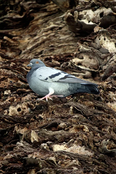Pigeon on palm tree — Stock Photo, Image