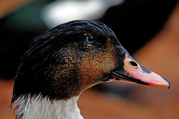 Profil boczny kaczki — Zdjęcie stockowe