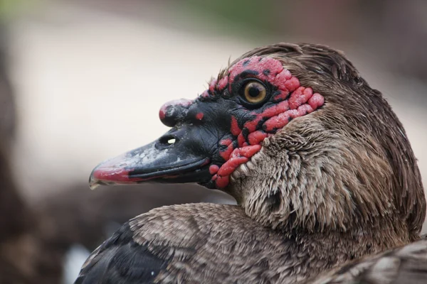 Cabeça de um pato — Fotografia de Stock