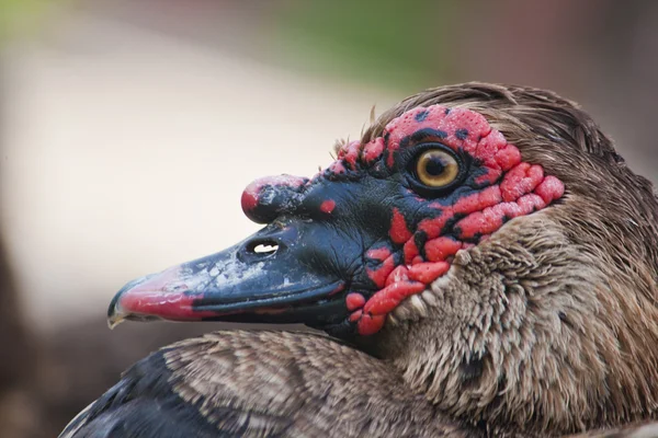 Ördek başı — Stok fotoğraf
