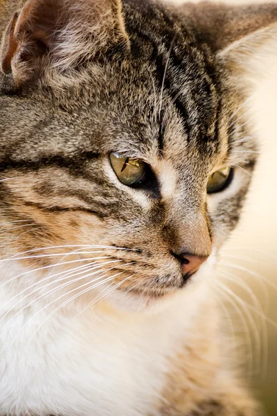 Yerli kedi — Stok fotoğraf