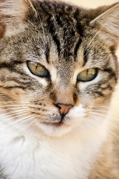 Yerli kedi — Stok fotoğraf