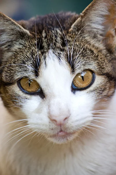 Gato doméstico — Fotografia de Stock