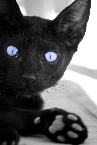 Gato negro con ojos azules —  Fotos de Stock