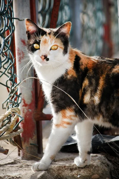Gato callejero —  Fotos de Stock