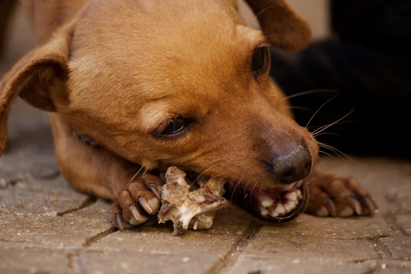 Hund tygger en knogle - Stock-foto